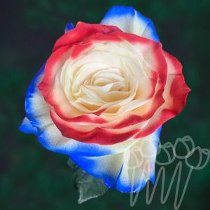 PM 02-Red blue